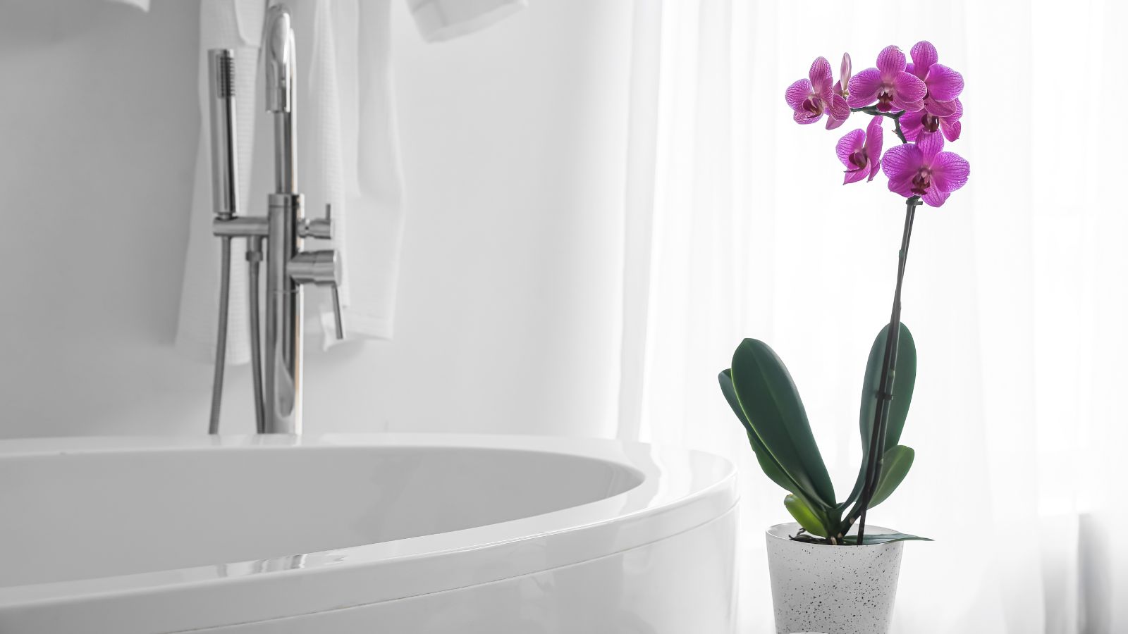 A shot of a beautiful bright vivid pink flower with green broad leaves in a semi-transparent pot beside a white bathtub indoors.