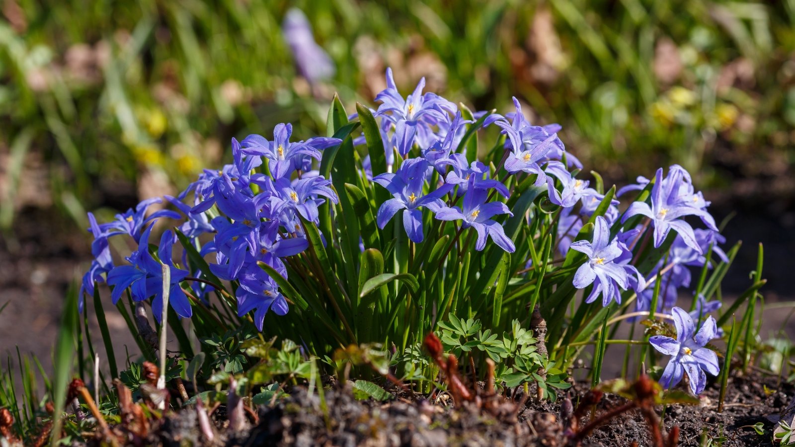 Star-shaped, bright blue flowers with white centers bloom from low-growing stems, accompanied by long, slender green leaves.