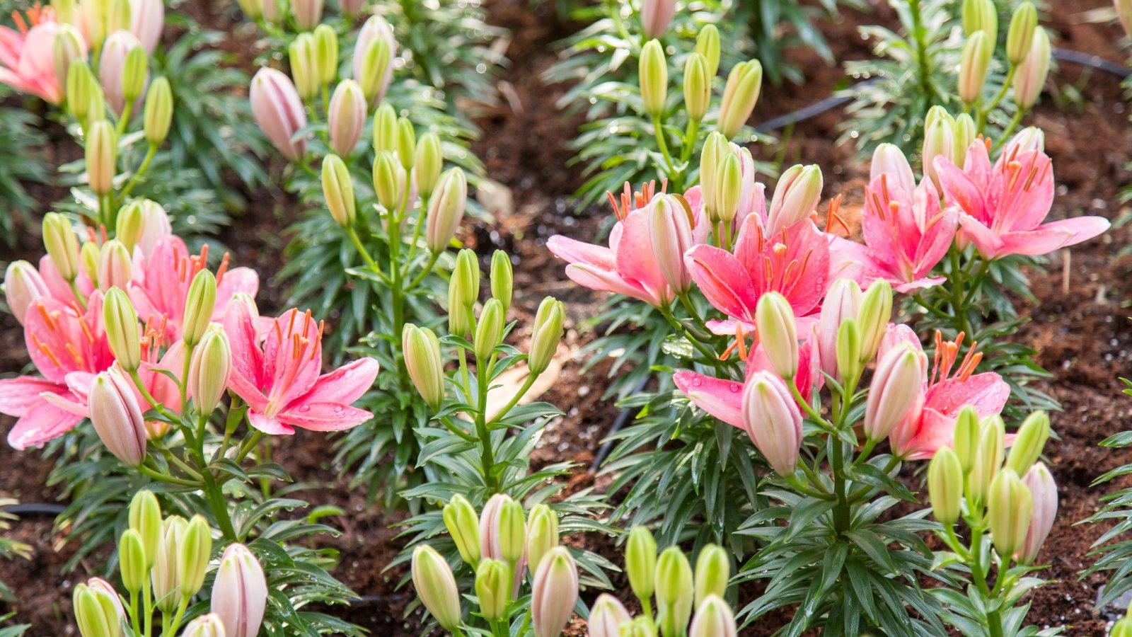 Compact clusters of deep rose-pink, trumpet-shaped flowers bloom atop sturdy stems, surrounded by lush, dark green, strap-like leaves.