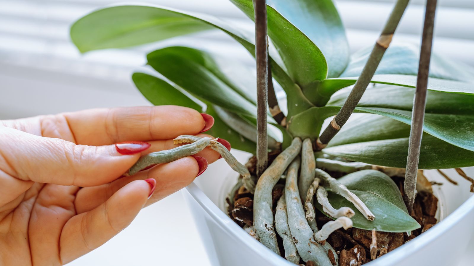 A plant with glossy deep green leave, showing its roots near the rim of the pot, having someone touching the roots with bare fingers