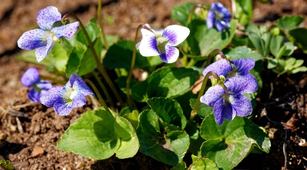 Viola sororia