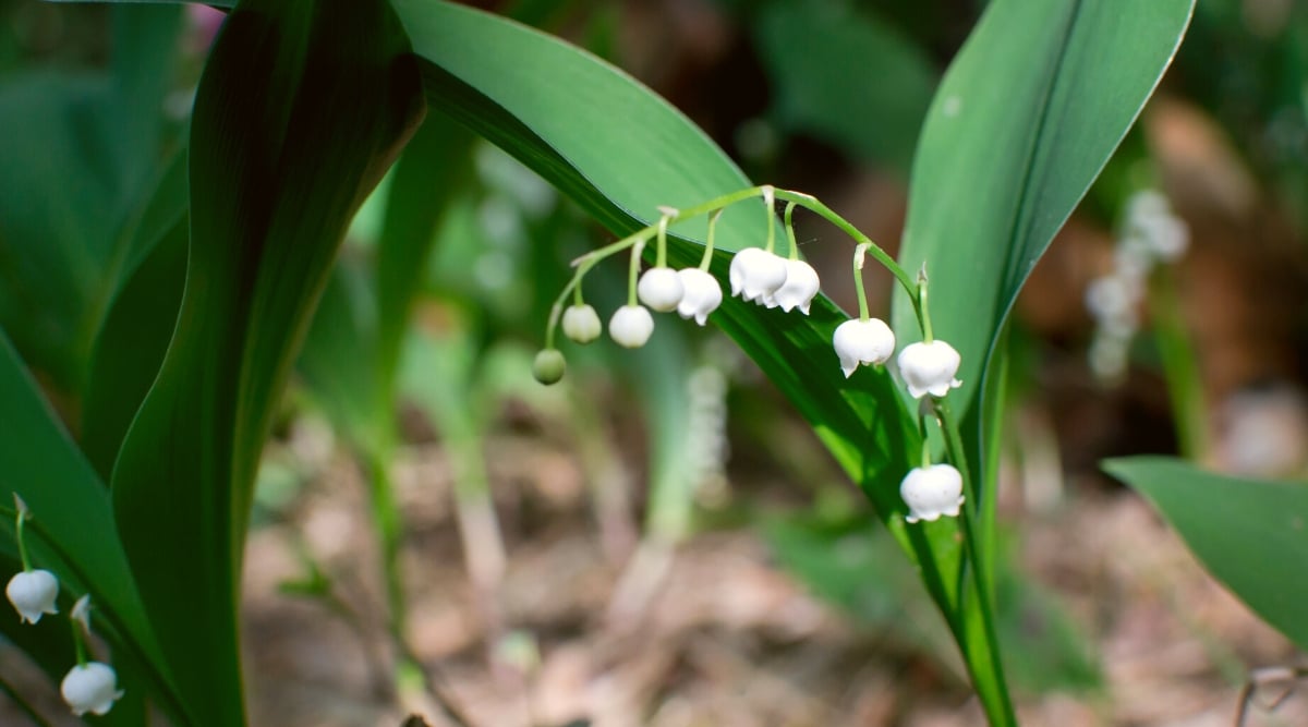 Convallaria majalis