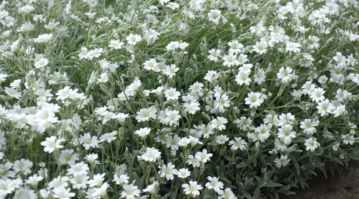 Close-up of a Cerastium tomentosum ground cover plant in a garden. The plant has silvery narrow leaves and delightful white five-petalled flowers with greenish-yellow centers.