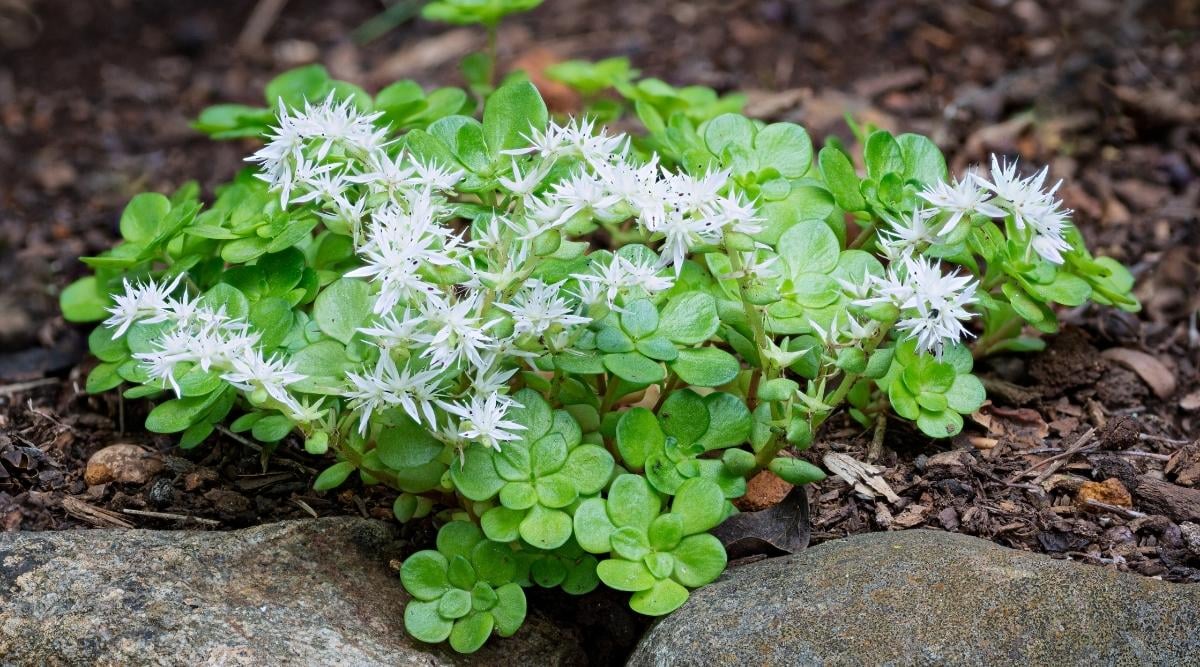 Sedum ternatum