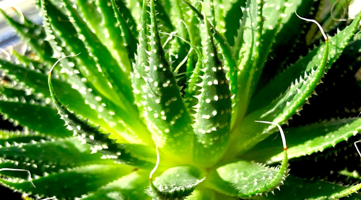 A close-up of a succulent aloe vera plant. It has vibrant green leaves with spiky tips, and the edges of the leaves are catching the sunlight, making them appear to glow. Leaves are curled inwards, forming a rosette shape.
