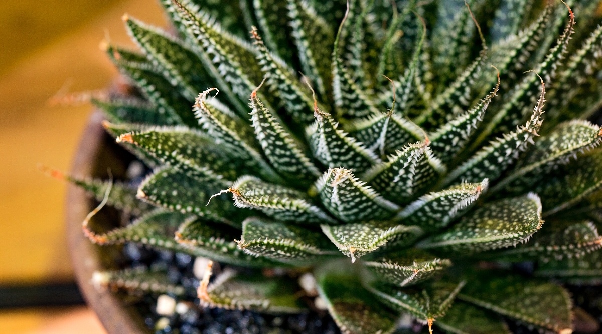 A close-up of an aloe vera succulent in a pot, captured from directly above. The spiky aloe leaves have a white, frosted texture at the tips, contrasting with their green bases. Some of the leaf tips are brown and dry.
