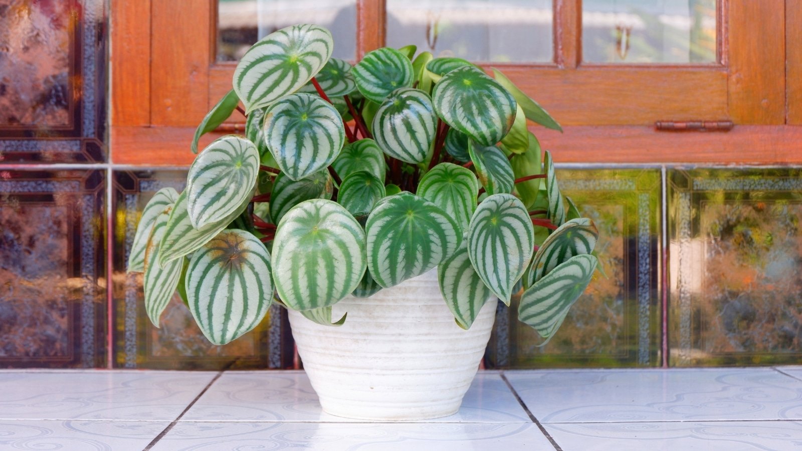 Watermelon Peperomia in a pot