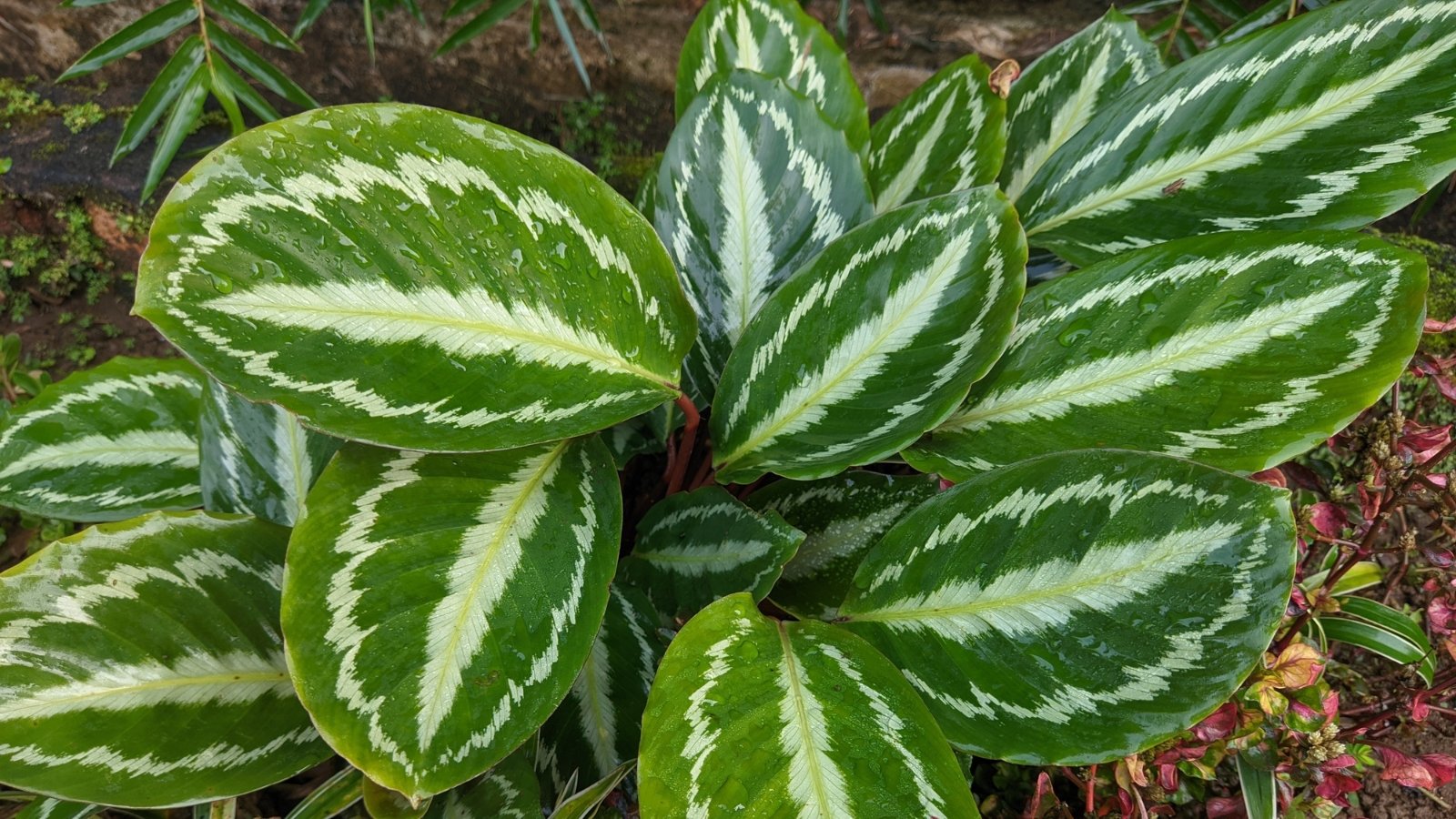 Broad Calathea leaves featuring vibrant variegated patterns in shades of green and cream.