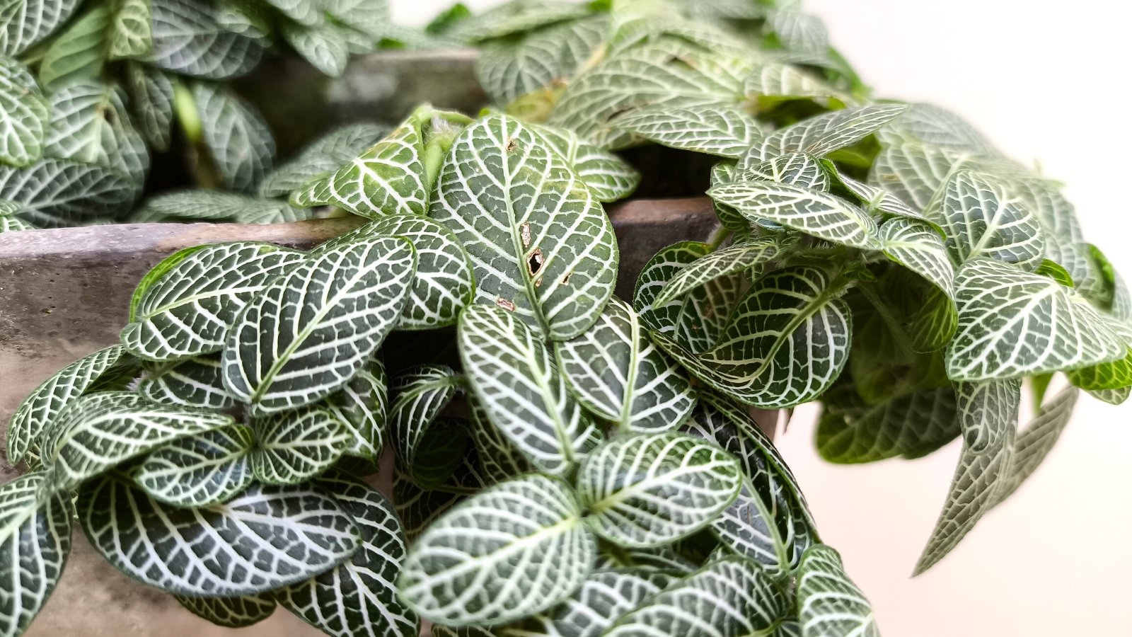 Close-up of Nerve Plant in a stone flowerpot on a white background. The Nerve Plant, scientifically known as Fittonia albivenis, presents striking foliage characterized by intricate vein patterns in contrasting white colors against a backdrop of lush green leaves.