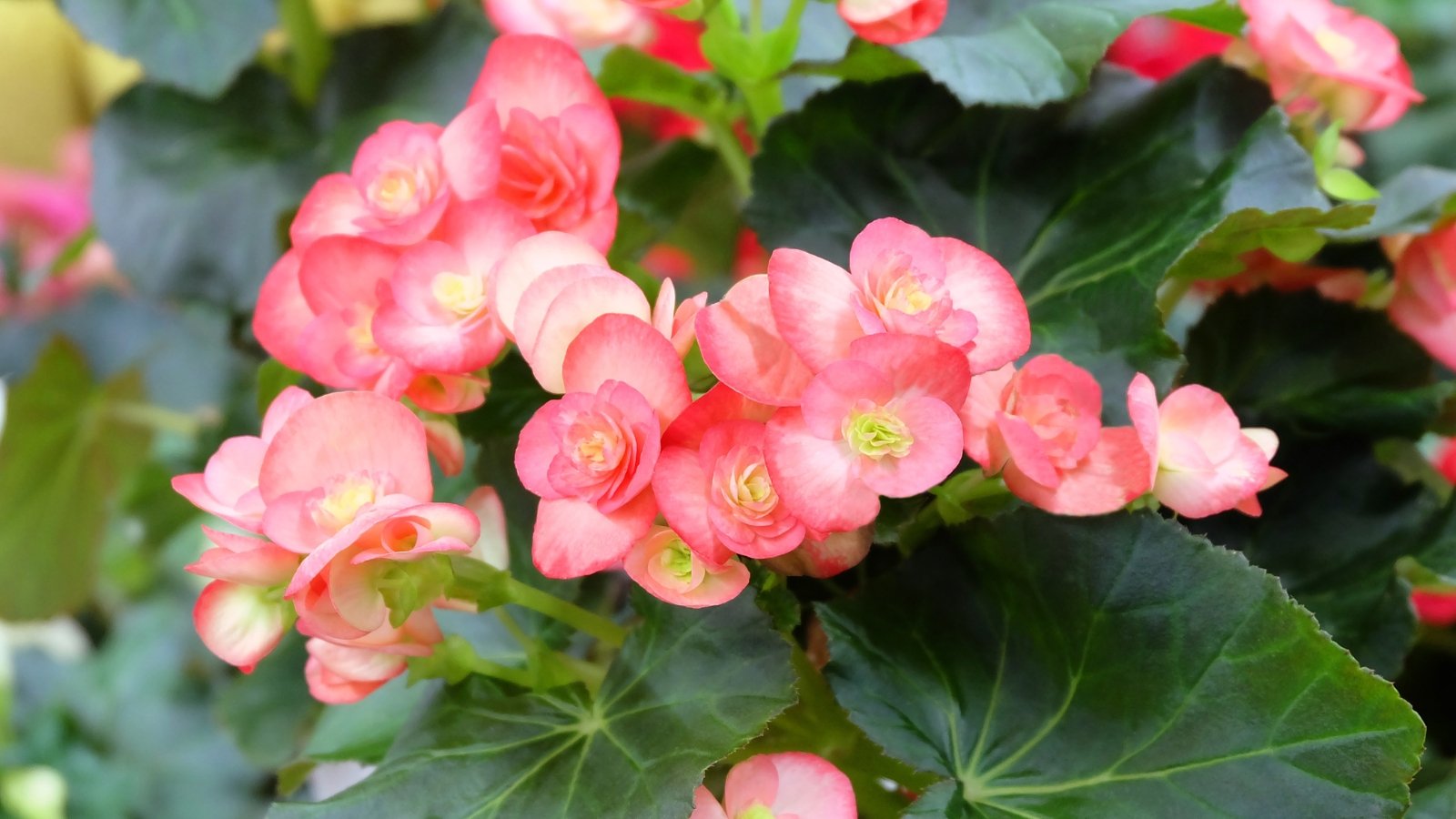 Begonia features asymmetrical leaves and clusters of bright, waxy flowers in soft pink color.