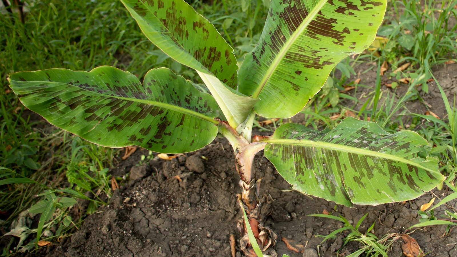 A young banana tree with green leaves speckled in brown, thriving in nutrient-rich dark soil.