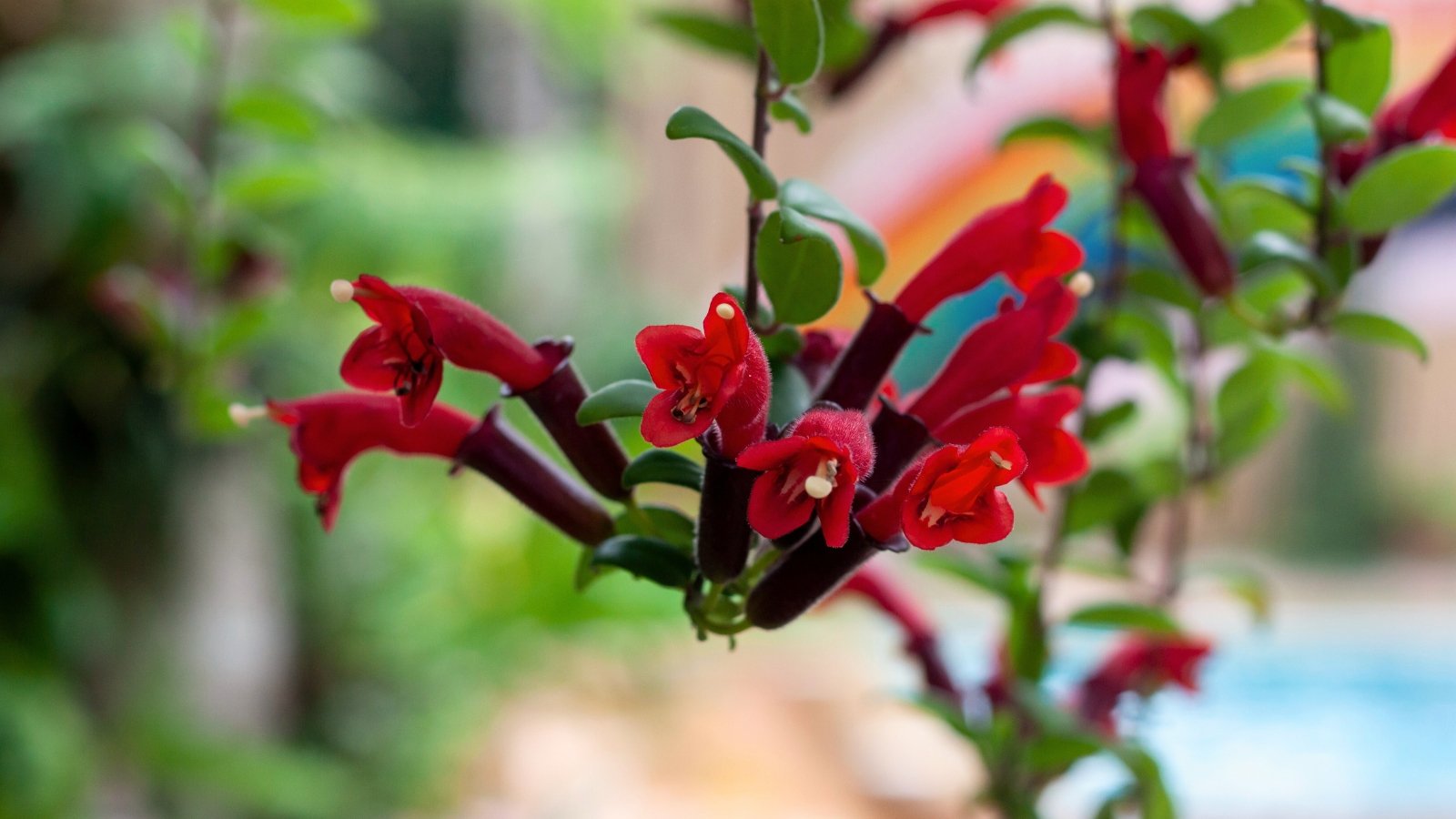 Aeschynanthus radicans ‘Mona Lisa’ features glossy, dark green leaves and tubular, orange-red flowers cascading from trailing stems.