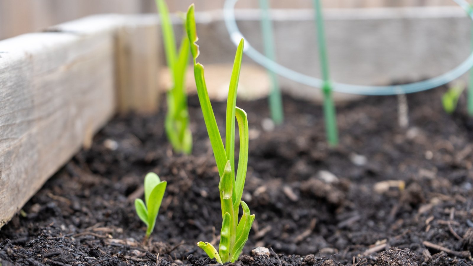 Seedlings planted in a wooden garden bed, sprouting through the dark soil.