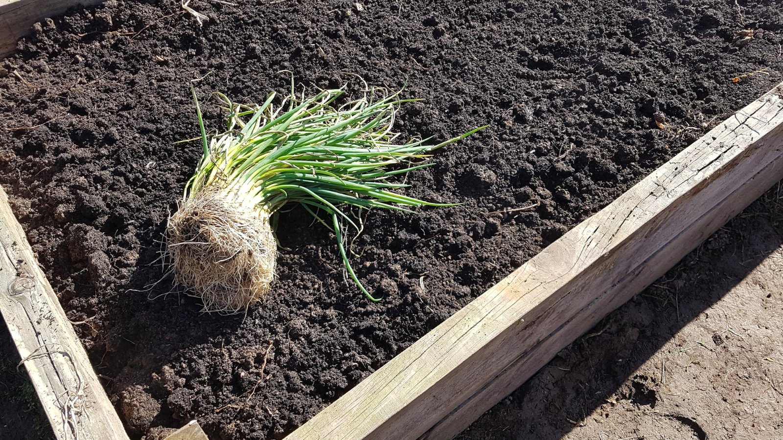 A clump of vibrant green shoots with visible roots lies next to a freshly dug hole in rich soil, ready for placement in a garden bed.