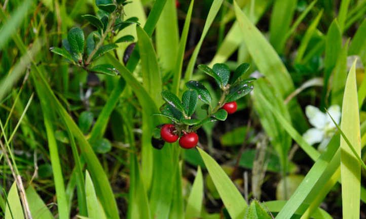 Ripe bearberries