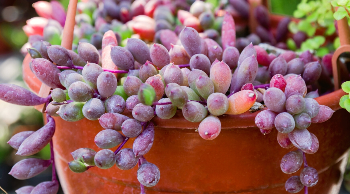 Close-up of Othonna capensis, also known as Ruby Necklace, in a plastic hanging pot in the garden. It is a distinctive succulent with a trailing and cascading growth habit. The plant features slender, cylindrical leaves that are smooth, elongated, and includes bright green color, with a touch of purple and red at the tips.