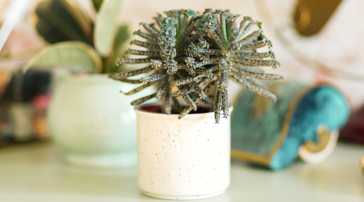 Close-up of Kalanchoe delagoensis in a small white ceramic pot on a white table indoors. This plant is characterized by its upright, arching stems that are adorned with clusters of small, paddle-shaped leaves. The leaves feature serrated edges and are mottled with irregular spots. The plant produces plantlets along the edges of its leaves, giving rise to a multitude of tiny, offset plantlets resembling miniature versions of the mother plant.