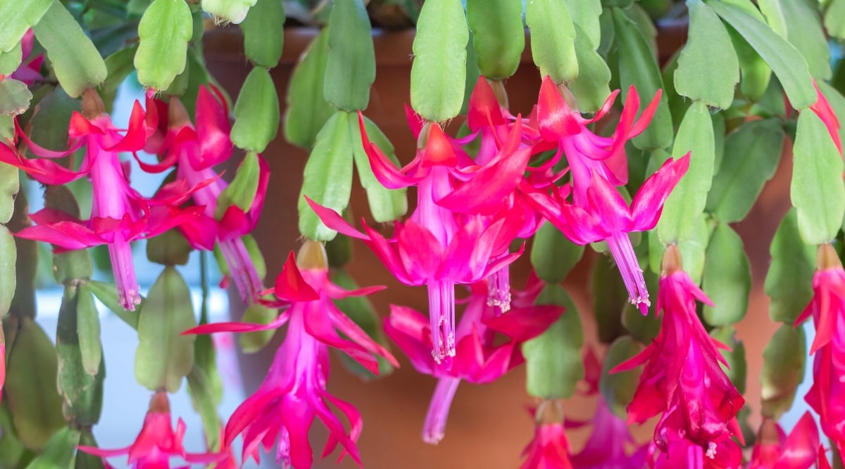 Close-up of a flowering Schlumbergera x buckleyi plant, commonly known as Christmas cactus, in a large clay pot. This epiphytic cactus features flattened, segmented stems that cascade gracefully, forming arching branches. The stems are adorned with fleshy, serrated green leaves. Schlumbergera x buckleyi blooms with showy, tubular flowers of bright pink color.