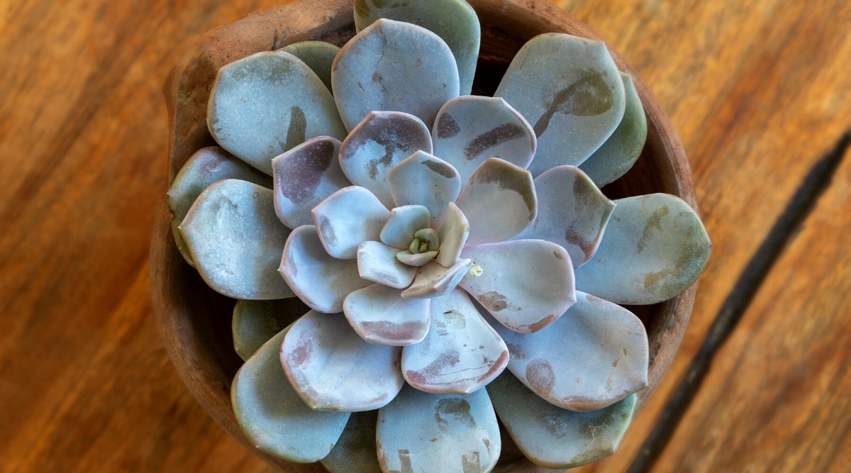 Top view, close-up of Echeveria peacockii in a clay pot on a wooden table. This rosette-forming plant features fleshy, spoon-shaped leaves with a silvery-blue hue and delicate pink margins.