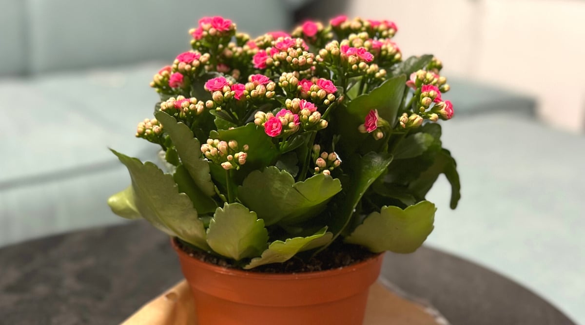 Close-up of a potted plant Kalanchoe blossfeldiana, commonly known as Flaming Katy, indoors on a black coffee table. It grows compactly and is characterized by fleshy, glossy, dark green leaves that are scalloped along the edges. The plant produces clusters of small, vividly pink flowers. These vibrant blooms form dense, rounded umbels that stand out against the succulent foliage.