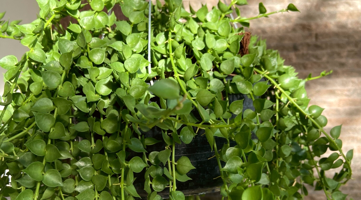 Close-up of a succulent plant Dischidia ruscifolia, commonly known as Million Hearts, in a black hanging pot. This epiphytic plant features slender, elongated leaves that closely resemble the shape of hearts, densely arranged along trailing stems. The leaves are glossy green.