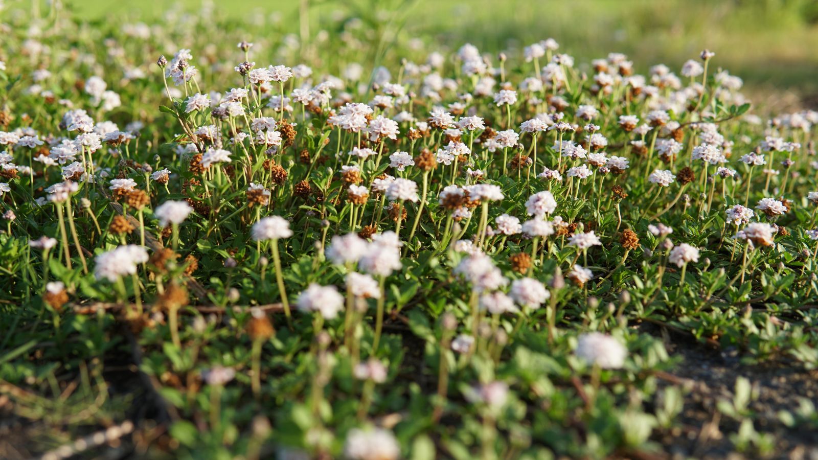 An area with Phyla nodiflora with some stems appearing dry up and turn brown, with countless white flowers receiving warm sunlight