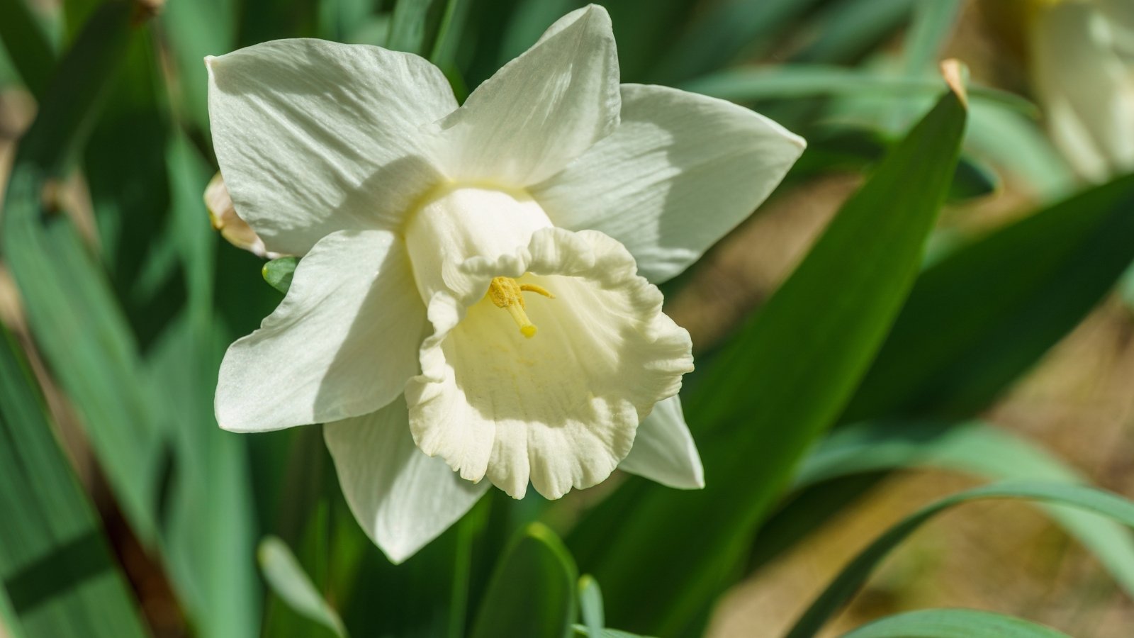 White, slightly ruffled petals with a soft yellow corona, standing tall on strong stems with narrow green foliage.