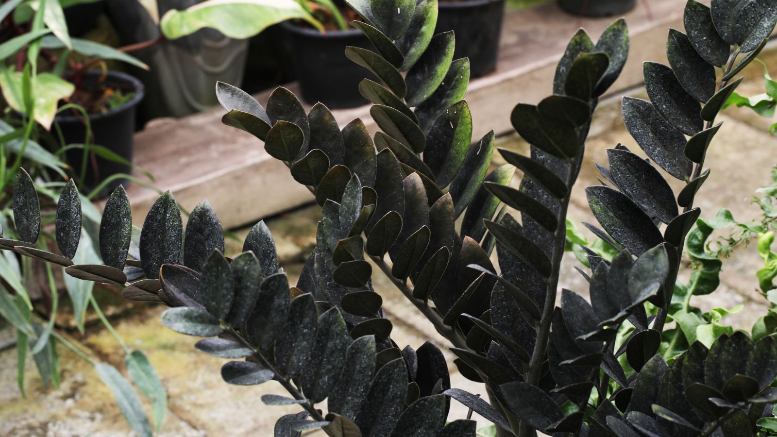 A focused shot of the Zamioculcas zamiifolia ‘Raven’ plan that showcases is shiny green to black leaves in an outdoor garden area with other plants in the background.