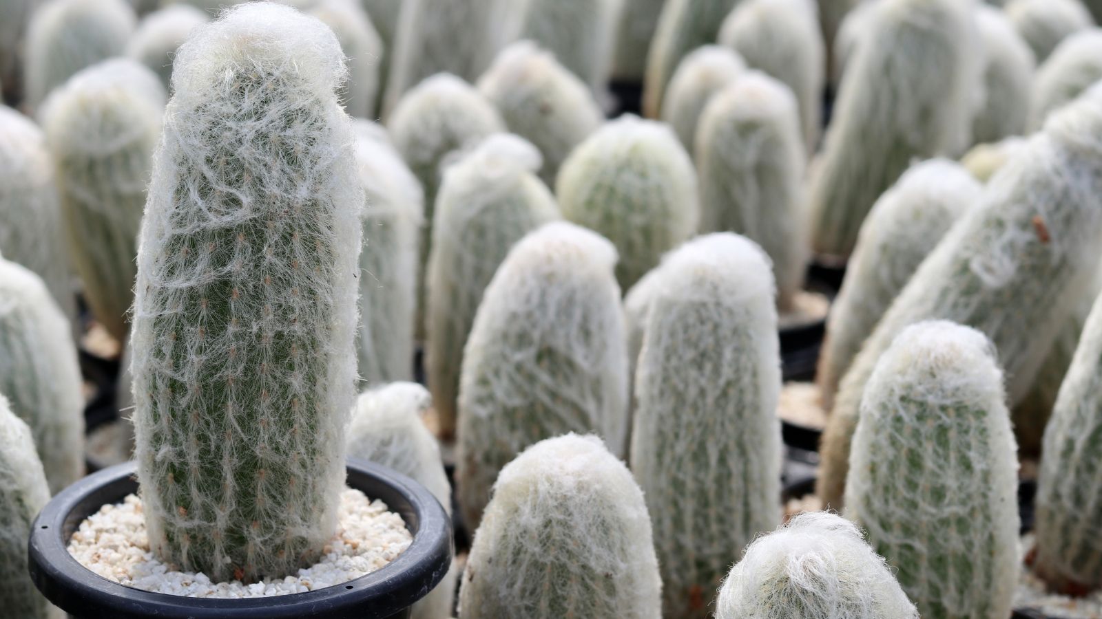 A shot of a collective of Cephalocereus senili plants, showcasing its furry, white-hair covered appearance.