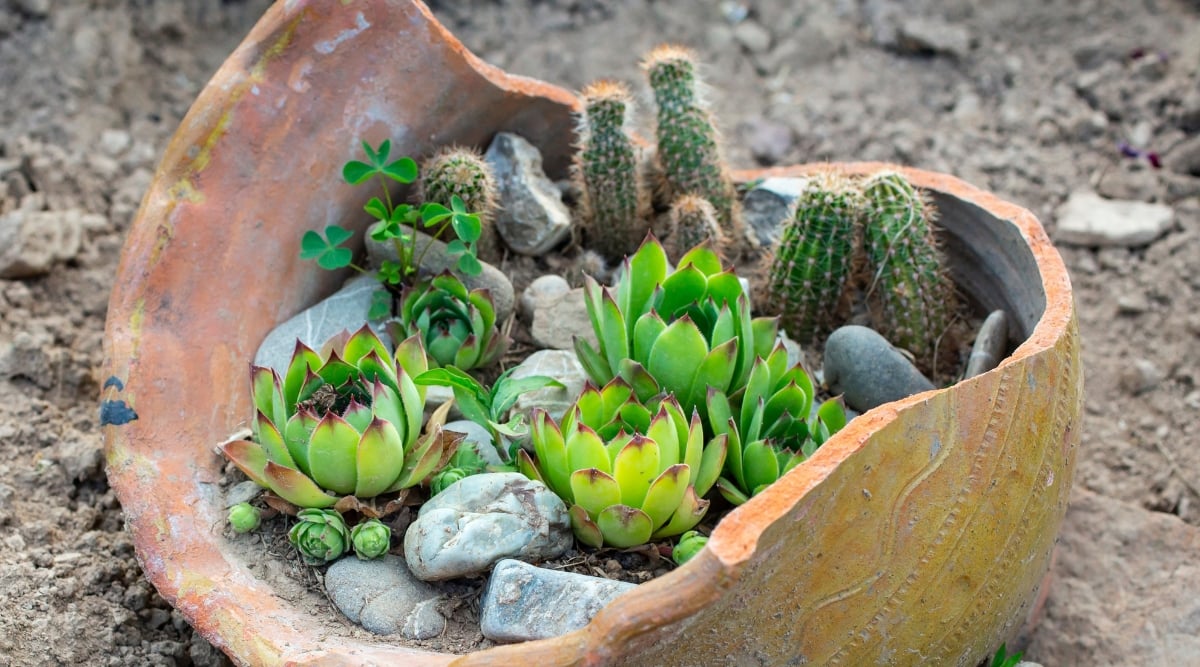 A broken clay pot finds a new purpose, its fractured edges telling a story of resilience. Repurposed with creativity, the pot now cradles a collection of cacti and succulents, breathing life into its fragmented form.
