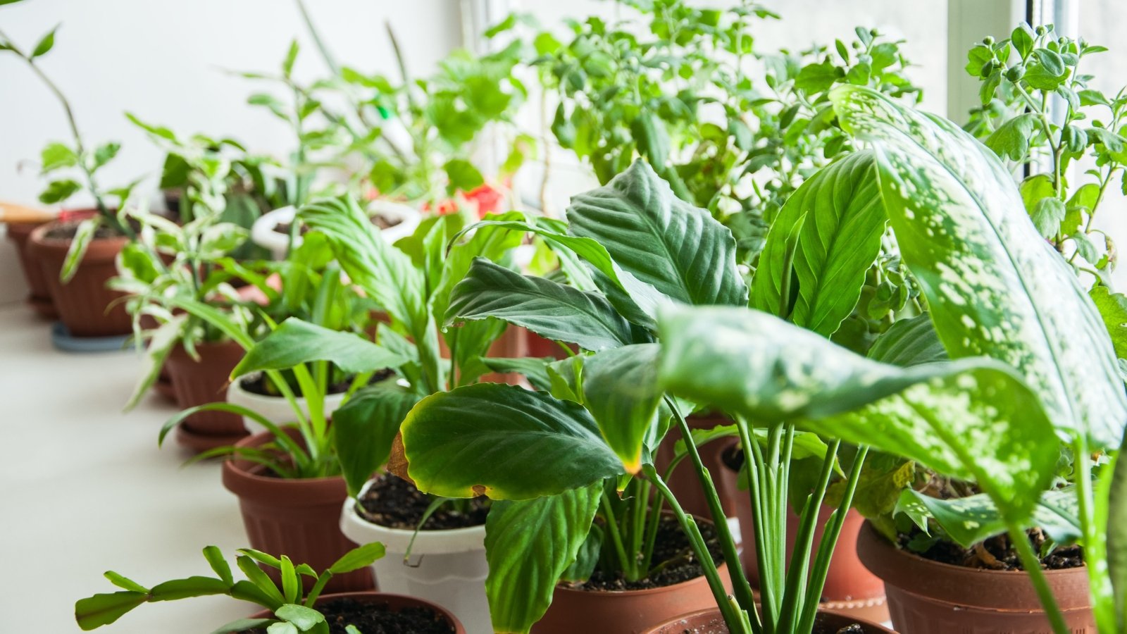 9 Expert Suggestions for Transitioning Houseplants Indoors for Winter