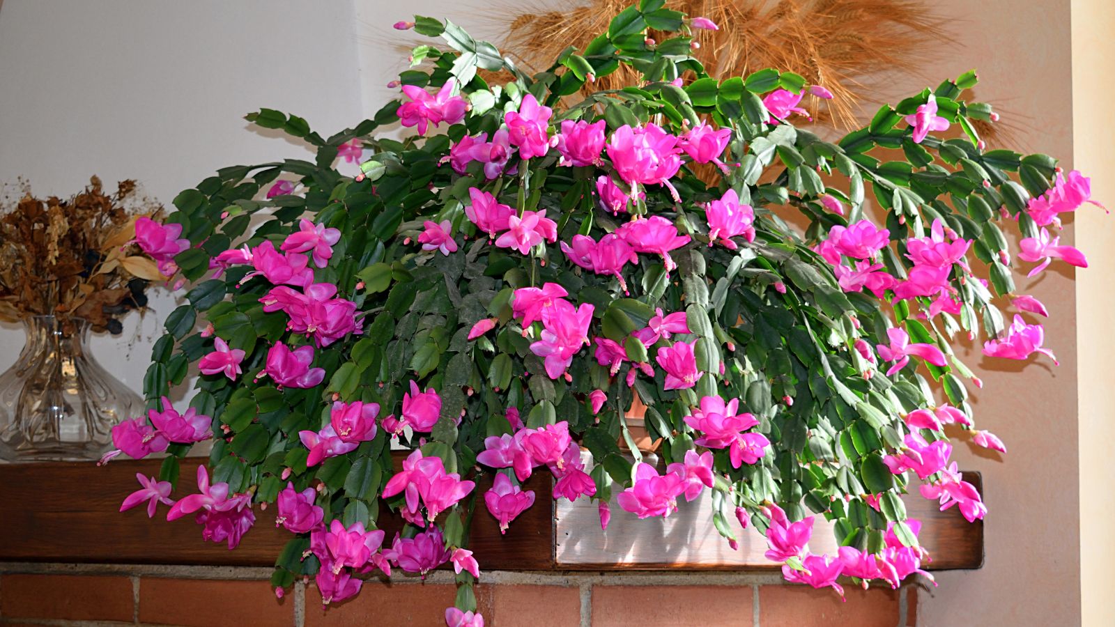 How one can Propagate Your Thanksgiving/Christmas Cactus in 5 Easy Steps