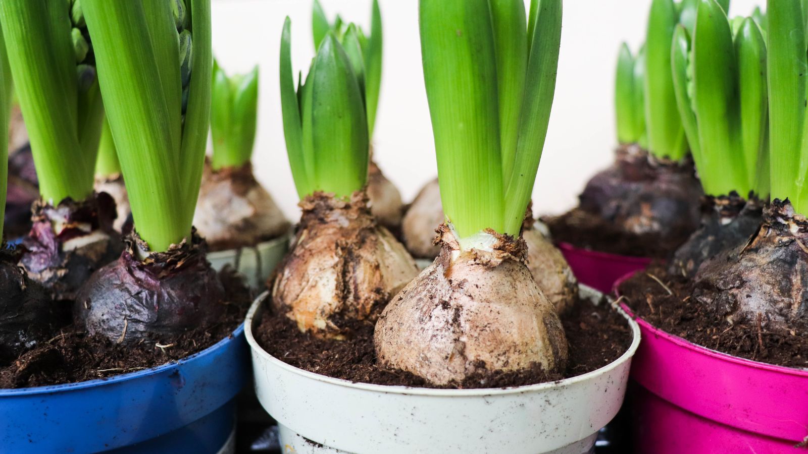 10 Bulb-Planting Errors to Avoid this Fall