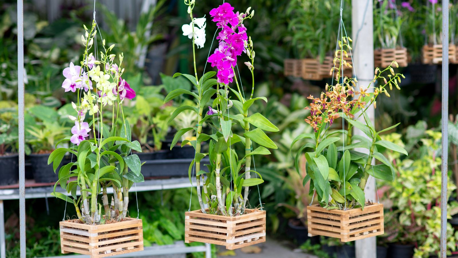 How Extended do Orchids Reside? 9 Methods for Rising Orchid Lifespan