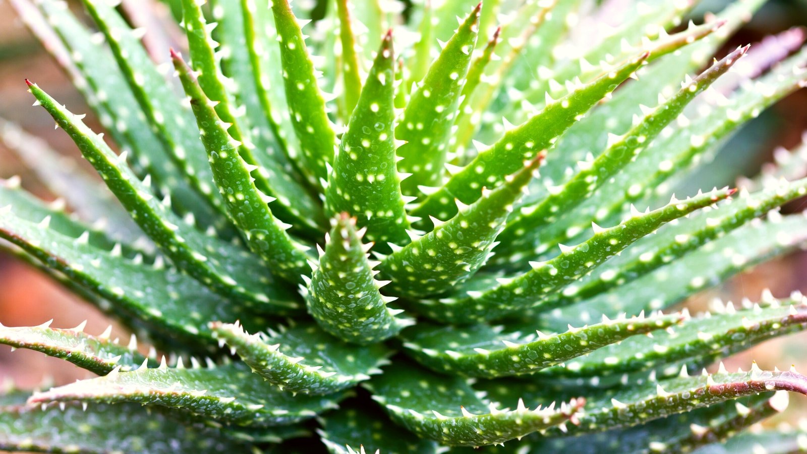 Probably the greatest methods to Plant, Develop, and Care for Minnie Belle Aloe