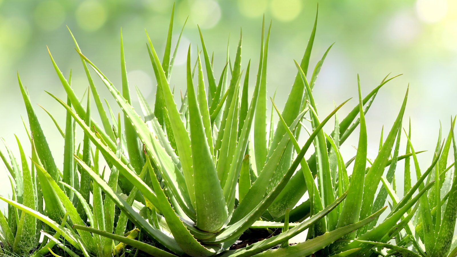 What Form of Soil do Aloe Vera Crops Want?