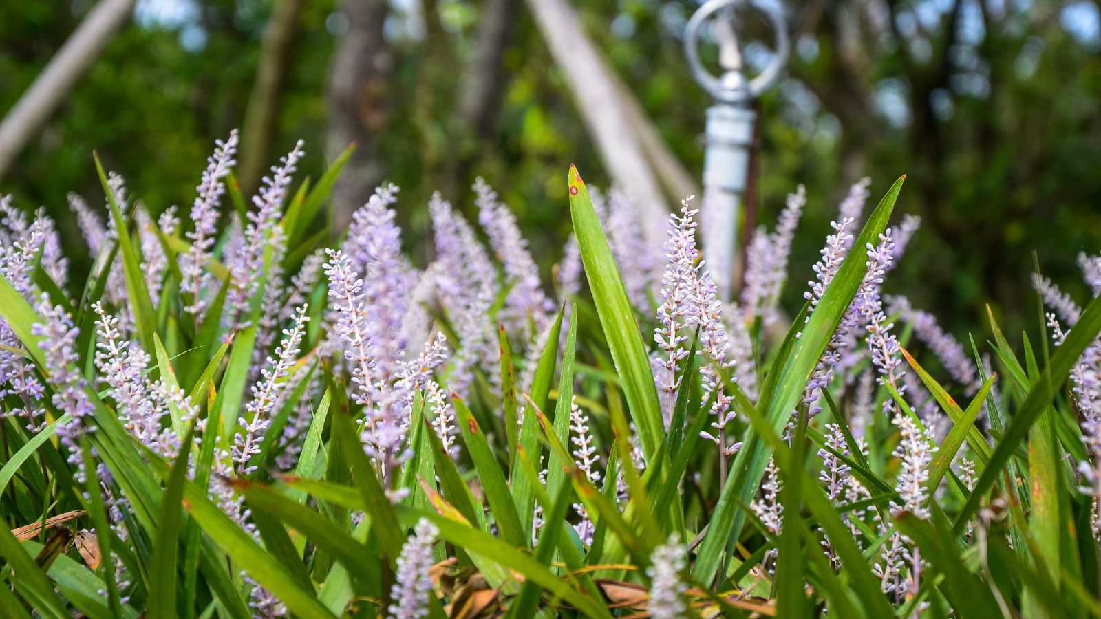 Discover ways to Plant, Develop, and Take care of Ophiopogon Japonicus