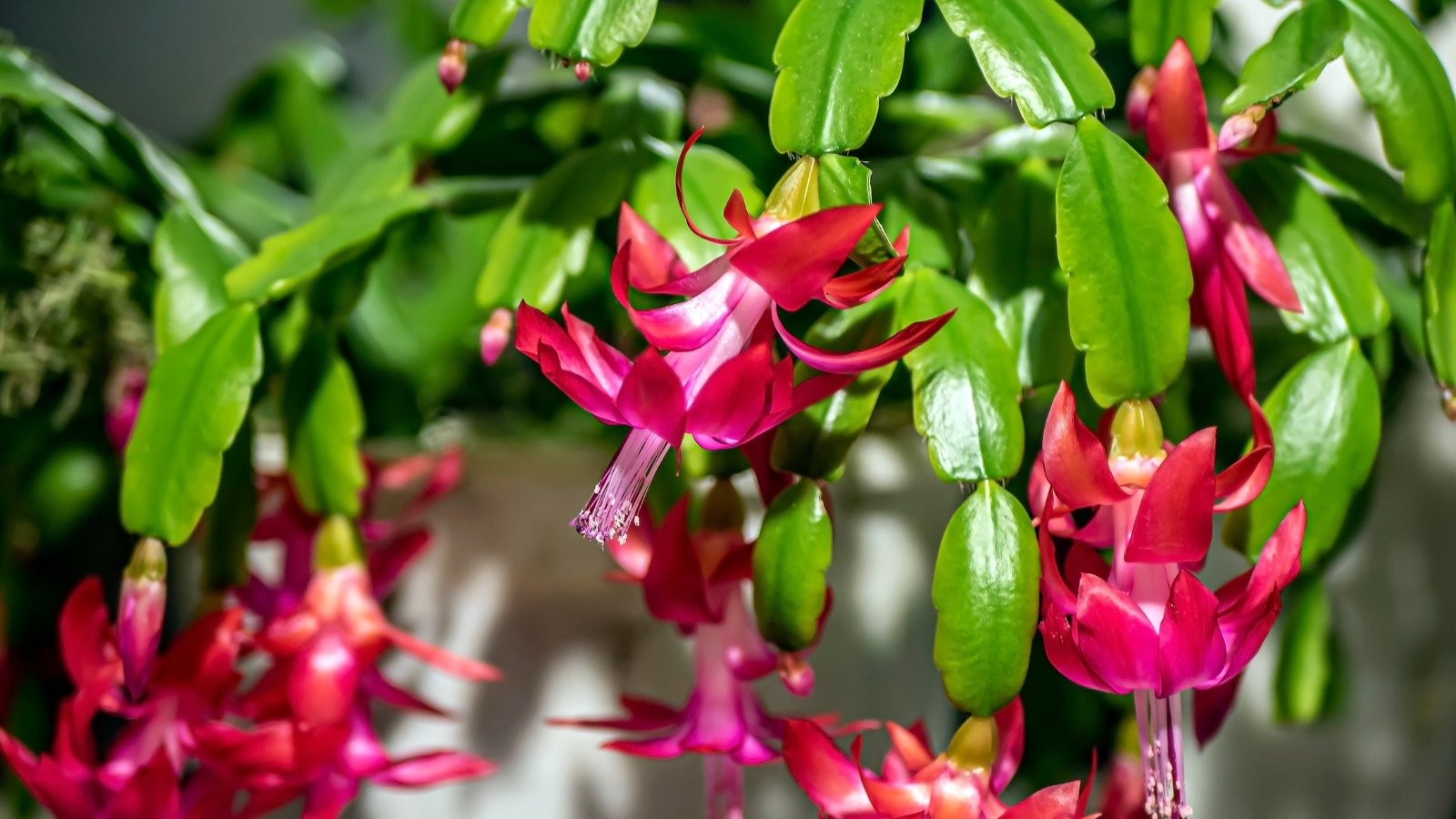 7 Indicators It is Time to Prune Your Christmas Cactus