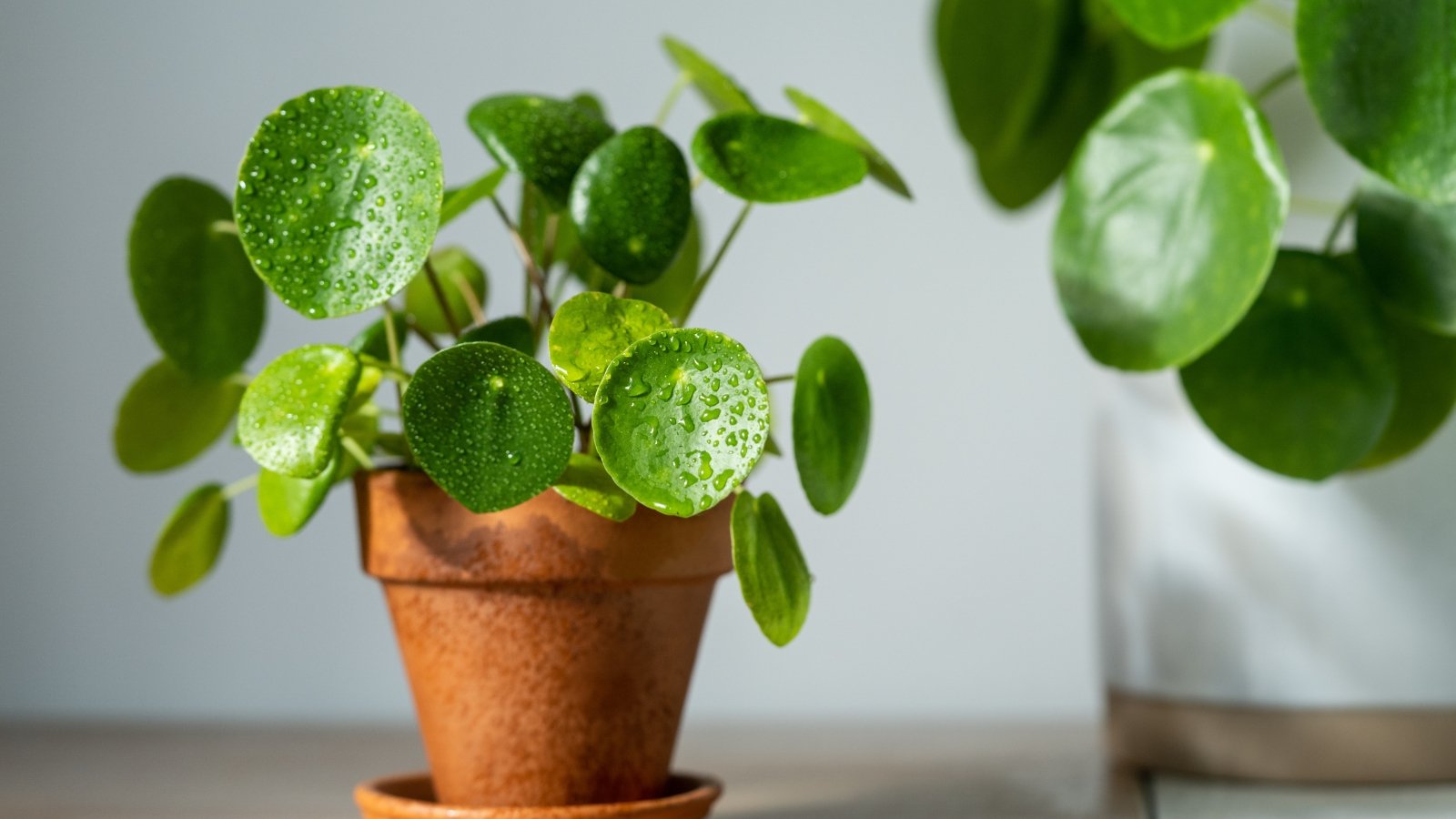 21 Forgiving Houseplants Which could possibly be Simple to Maintain Alive