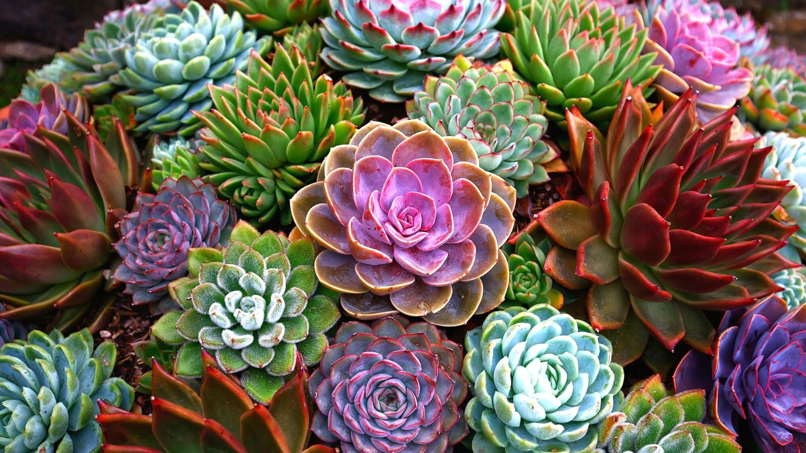 Which Succulents Are Secure for Pets? (And seven Vegetation to Keep away from)