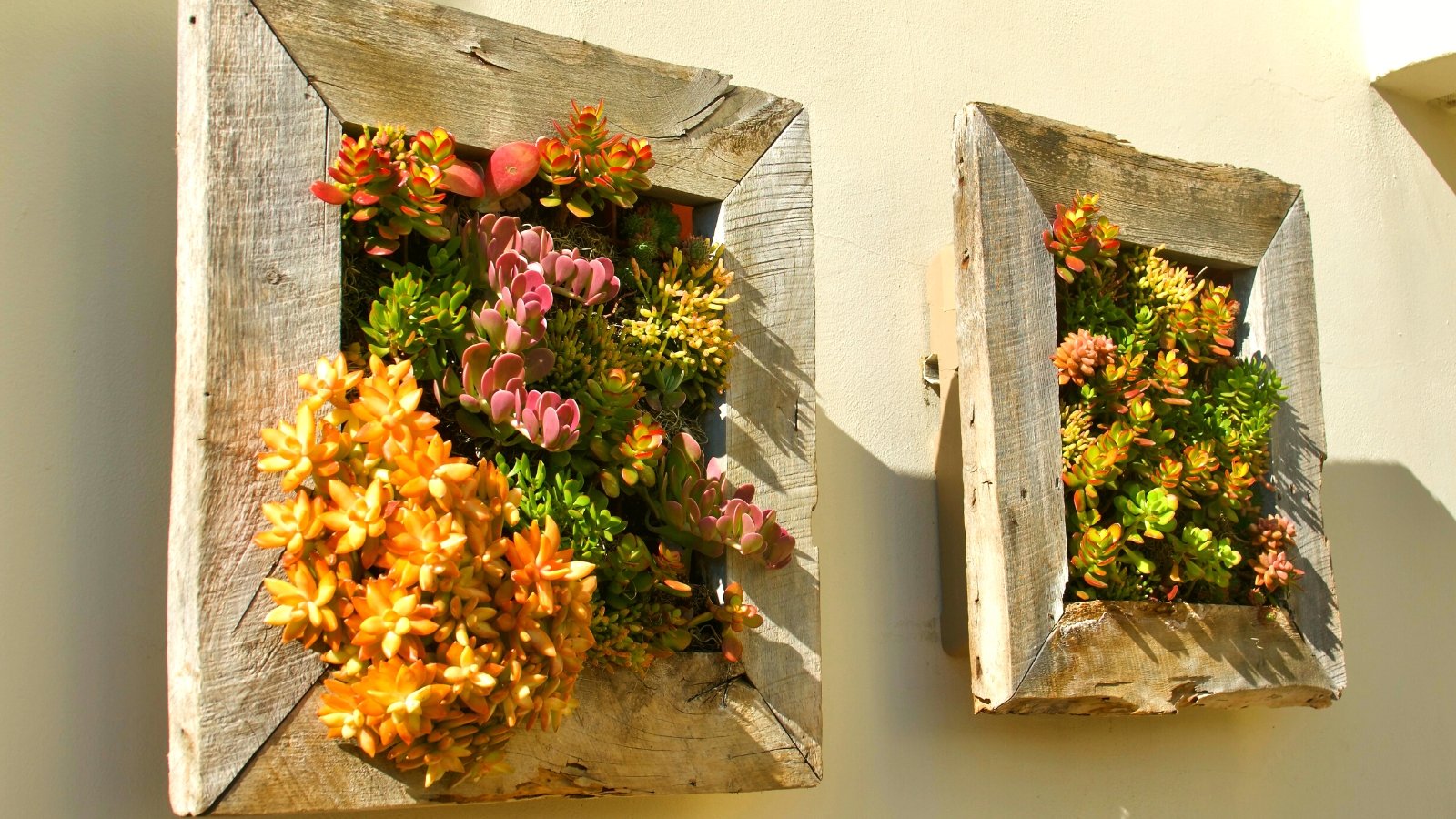 27 Stunning Succulent Container Preparations