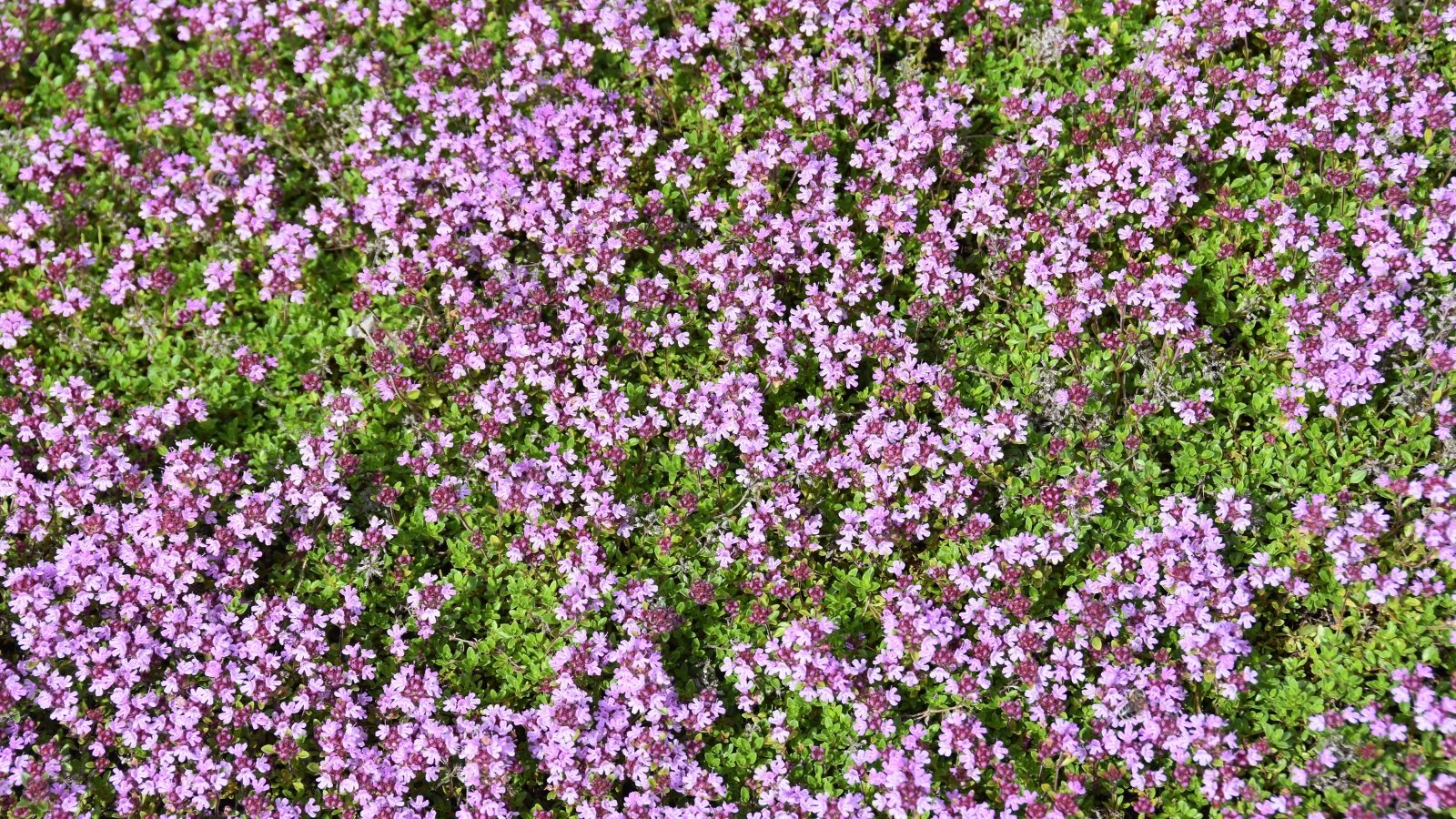 The exact resolution to Plant, Develop, and Deal with Creeping Thyme