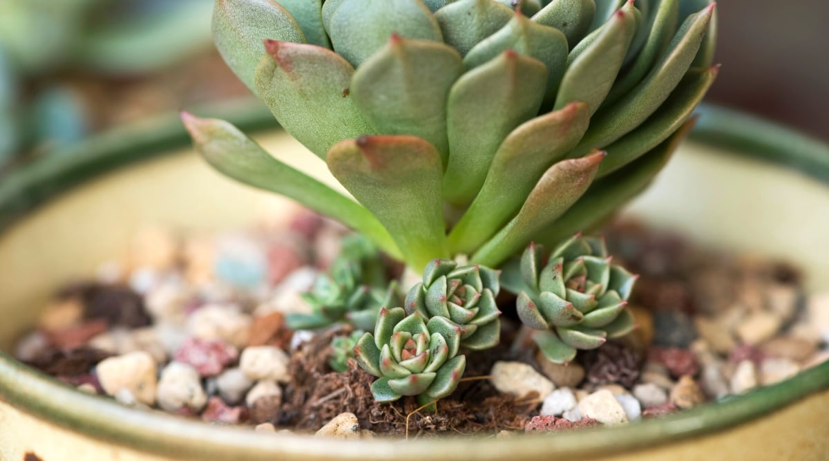 Close-up of a Hen and Chicks (Sempervivum) succulent plant with offsets in a large ceramic pot indoors. This succulent is recognized for its rosette-shaped arrangement of fleshy leaves. The "Hen" refers to the main rosette, which is larger and central, while the "Chicks" are smaller rosettes, or offsets, that cluster around the Hen. These offsets sprout from the base of the main plant and gradually form a dense, mat-like arrangement. The leaves are often pointed, fleshy, and come in green with reddish edges.