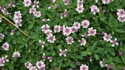 Healthy Phyla nodiflora blooming white flowers with purple centers surrounded by vivid deep green leaves