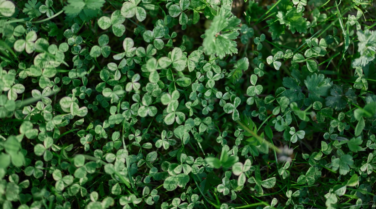 A close-up of microclover sprouts, the dark green leaves stand out against the backdrop. These young leaves display a rich, almost emerald hue, promising a robust and healthy growth.
