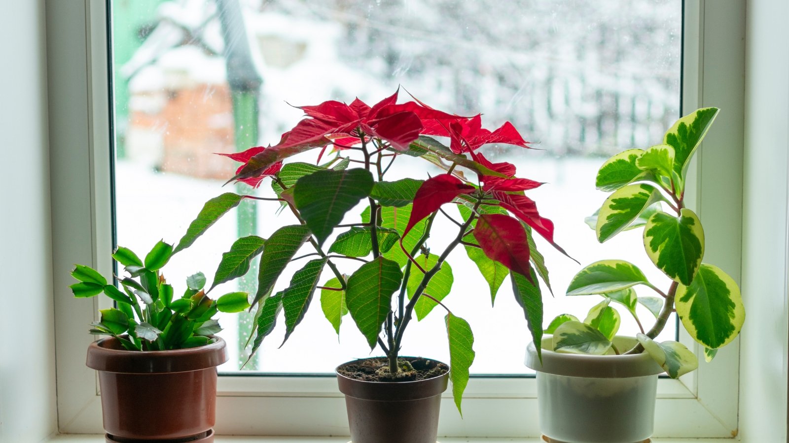 A collection of potted plants, including a vibrant red poinsettia, is displayed on a sunlit windowsill with snow visible outside.