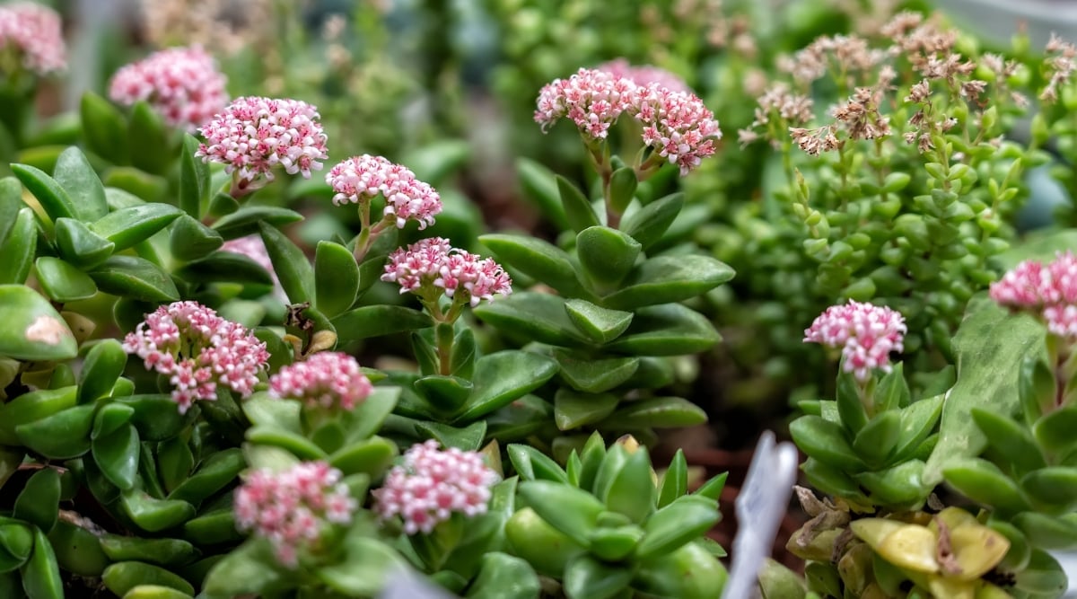 Clusters of dainty white-pink blossoms bloom amidst the vibrant Jade plant's glossy, oval-shaped leaves. Each bloom adds a delicate elegance to the lush, verdant foliage. The leaves exhibit a deep green hue with hints of jade tones.
