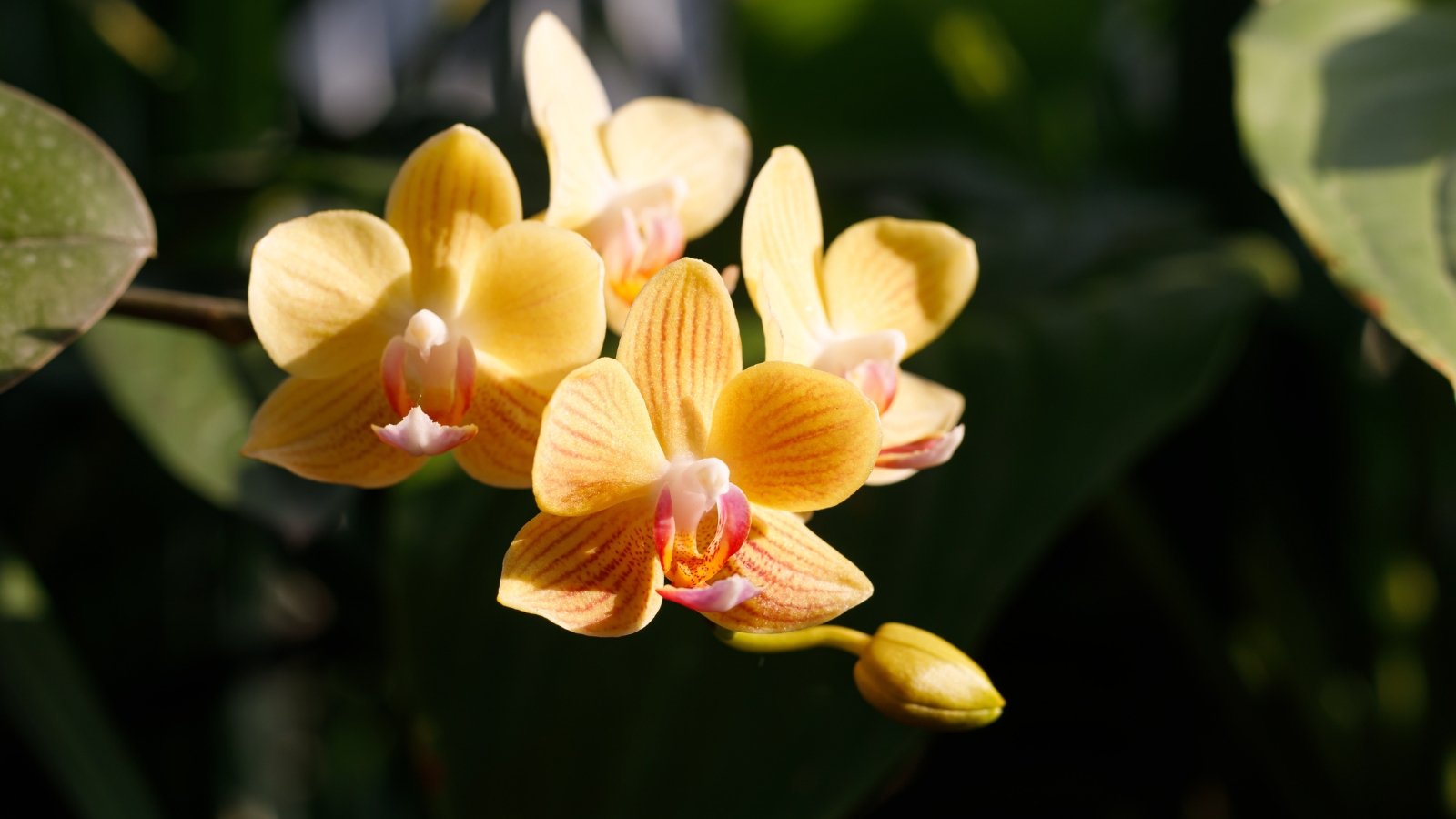 How Often Do Orchids Bloom? When to Anticipate Flowers