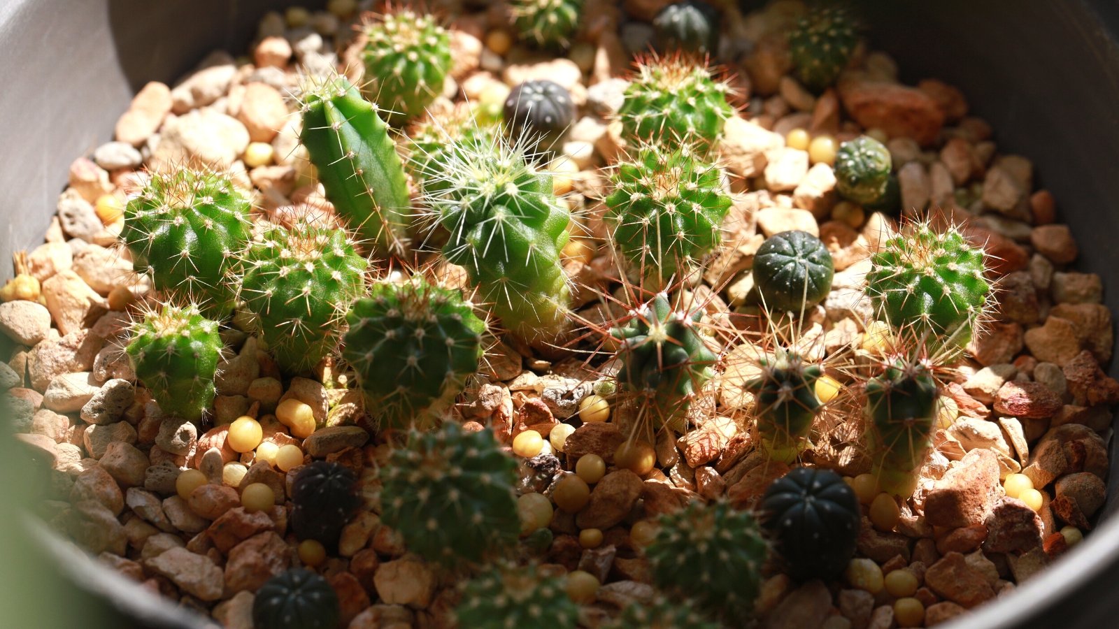 Are you able to Develop a Cactus from Seed?