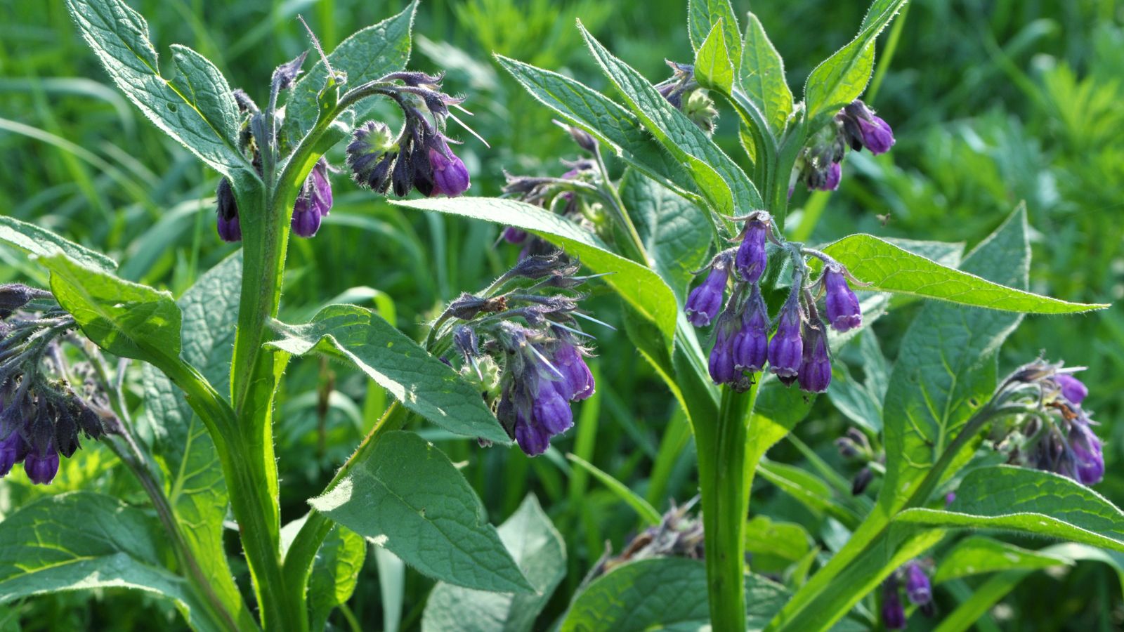 The best way through which to Plant, Develop, and Maintain Comfrey